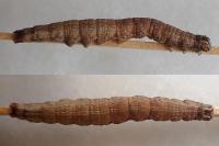 Dysgonia algira