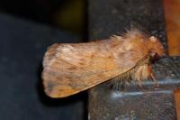 Ptilophora plumigera