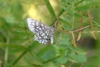 Chiasmia clathrata