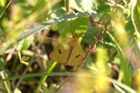 Diacrisia sannio
