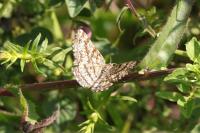 Ematurga atomaria