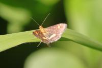 Pyrausta aurata