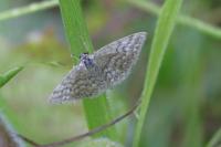 Scopula immorata