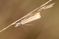 Agriphila inquinatella