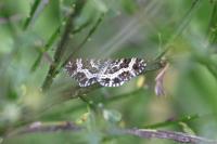 Epirrhoe tristata