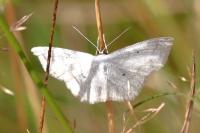 Scopula immutata