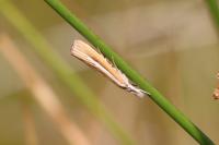 Agriphila selasella