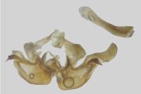 Amphipoea oculea