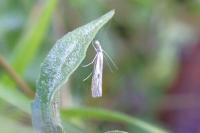 Agriphila inquinatella