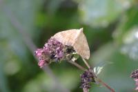 Camptogramma bilineata