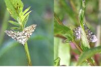 Elophila nymphaeata