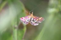 Pyrausta purpuralis