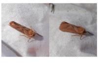 Triodia sylvina