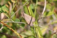 Nomophila noctuella