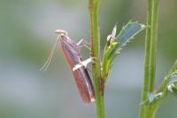 Oncocera semirubella