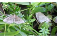 Scotopteryx chenopodiata