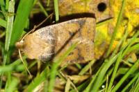Conistra ligula