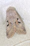 Orthosia gothica