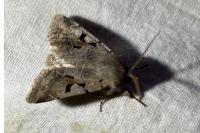 Orthosia gothica