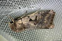 Orthosia gothica