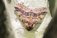 Lycia hirtaria