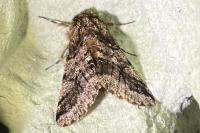 Lycia hirtaria