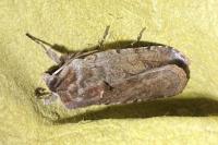 Cerastis rubricosa