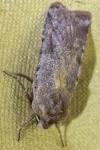 Cerastis rubricosa