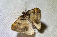 Earophila badiata