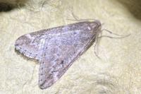 Alsophila aescularia