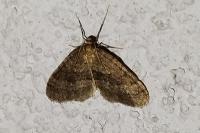 Operophtera brumata