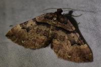 Earophila badiata