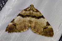 Anticlea derivata