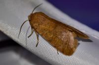 Orthosia cerasi