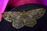 Ectropis crepuscularia