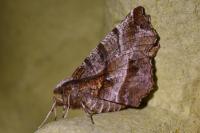 Selenia dentaria