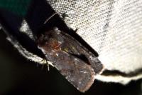 Cerastis rubricosa