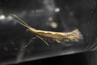 Plutella xylostella