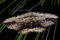 Menophra abruptaria