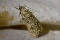 Diurnea fagella