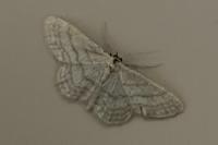 Idaea dilutaria