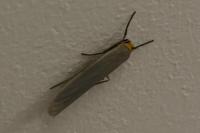 Manulea complana