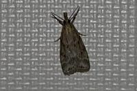 Eudonia pallida