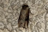 Axylia putris