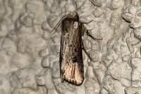 Axylia putris