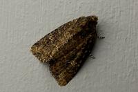 Mamestra brassicae