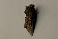Mamestra brassicae