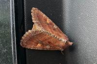 Lacanobia oleracea