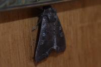 Lacanobia oleracea