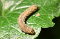 Xestia c-nigrum
